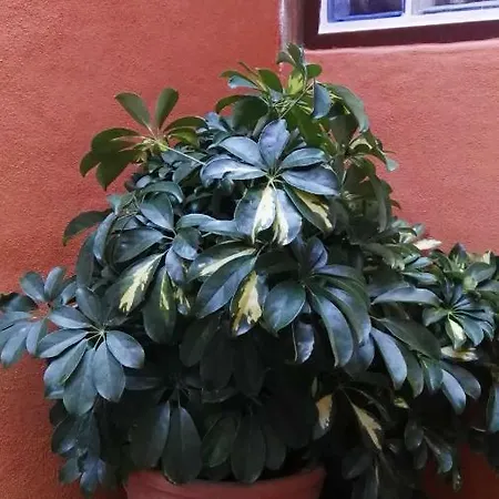 Casa vacanze Chalet Pareado